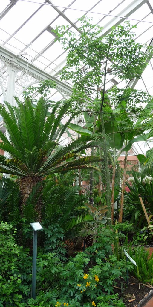 180617 Birmingham Botanical Gardens (01) tropische kas