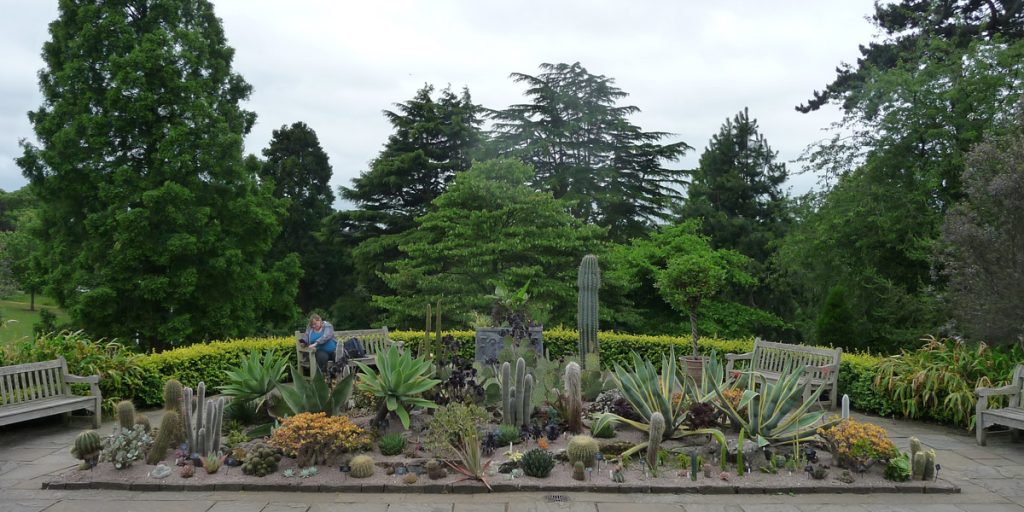 180617 Birmingham Botanical Gardens Cactussen enz