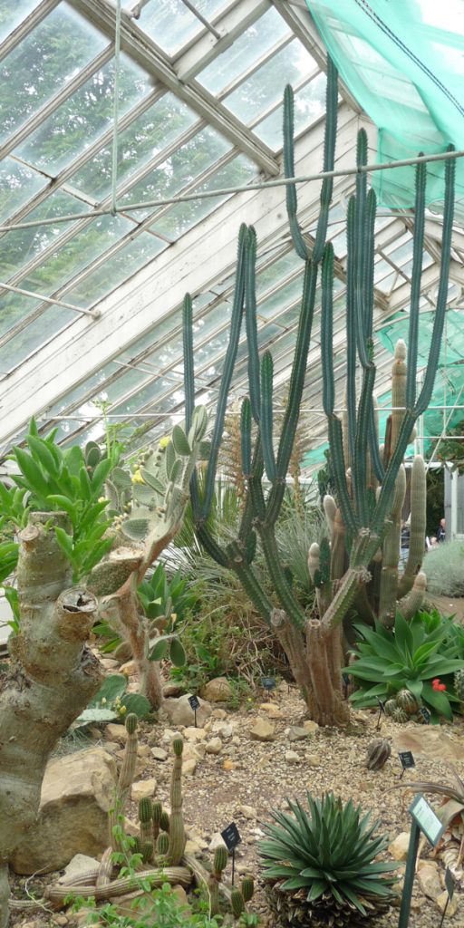 180617 Birmingham Botanical Gardens (06) Droge kas 600x1200