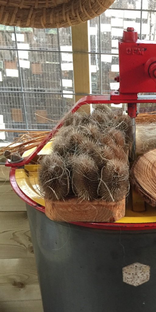 Grote kaardebol bij IVN Munstergeleen