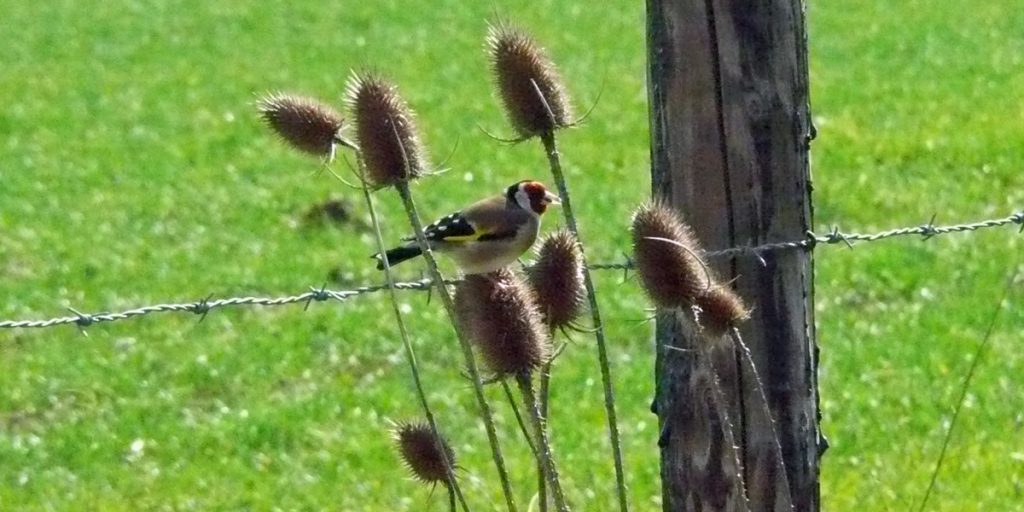 Grote kaardebol en putter