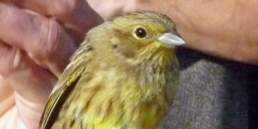 Yellowhammer female close up Geelgors vrouw Vlieland