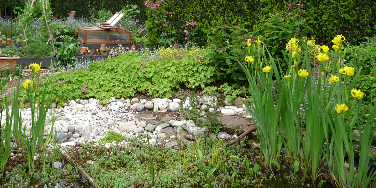 Gele lis of iris pseudacorus als blikvanger in de tuin