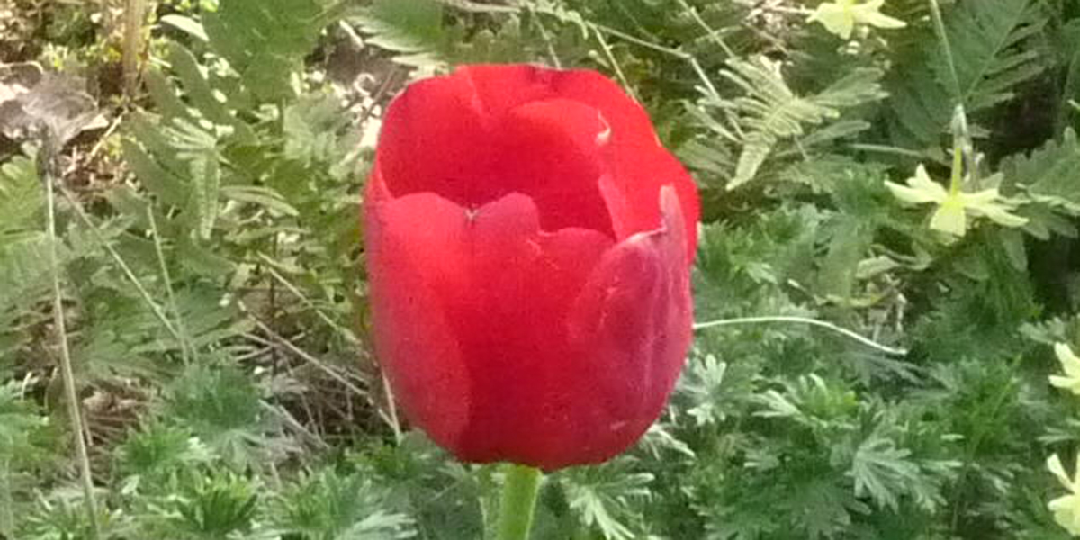Flower bulbs Tulipa Ile de France