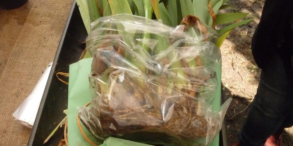Iris germanica wortelstokken