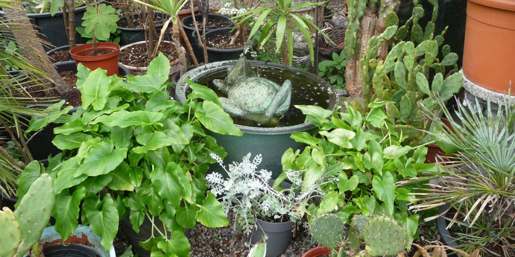 Planten in potten en daarnaast een kikkerbeeldje
