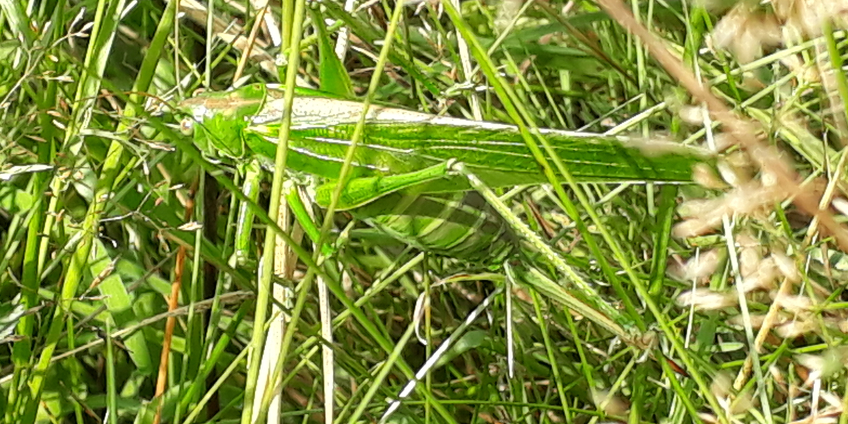 200818-grote-groene-sabelsprinkhaan-great-green-bush-cricket-tettigonia
