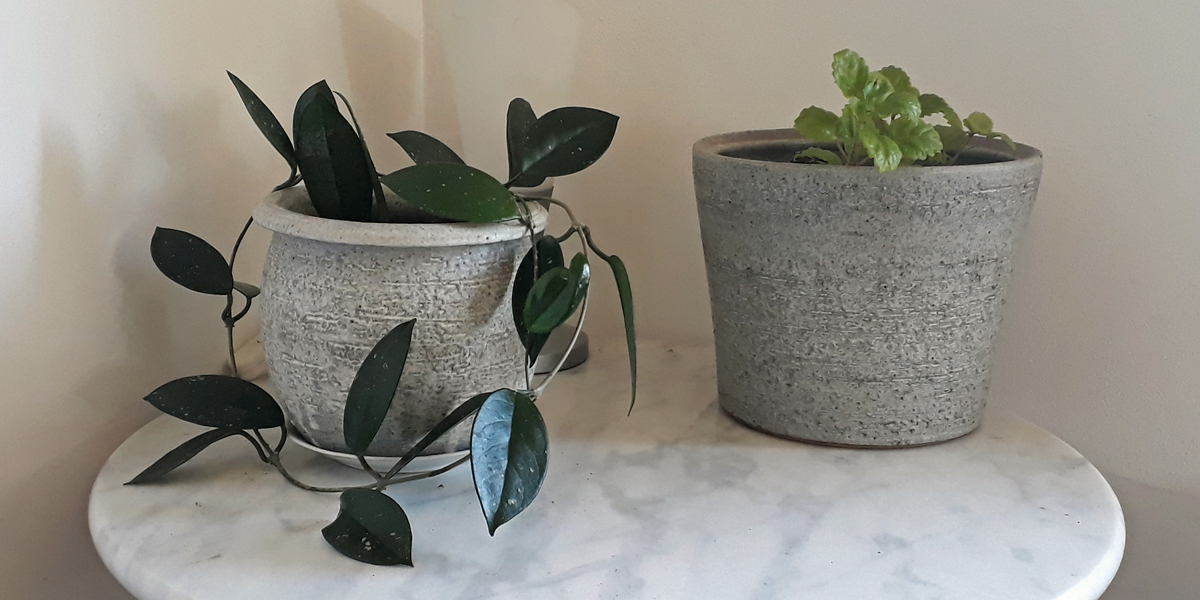 Hoya kamerplant in pot