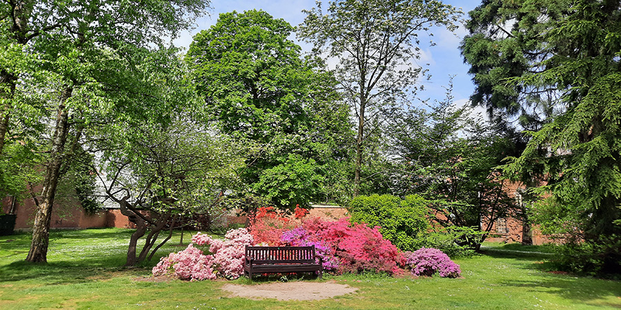 Flowering rododendrons, garden bench and trees