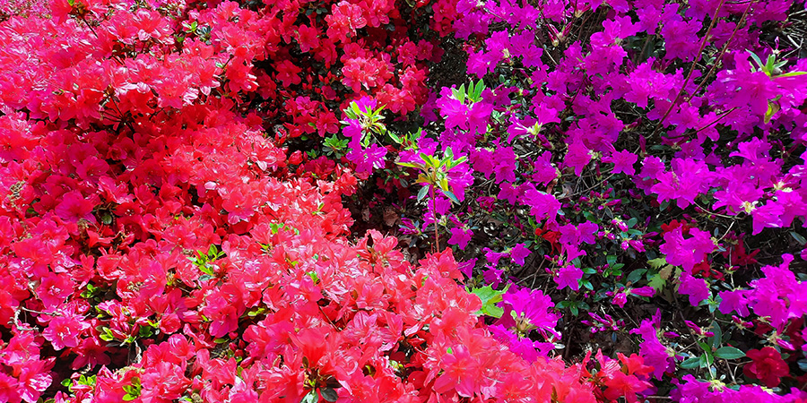 Flowering azaleas (rododendrons)