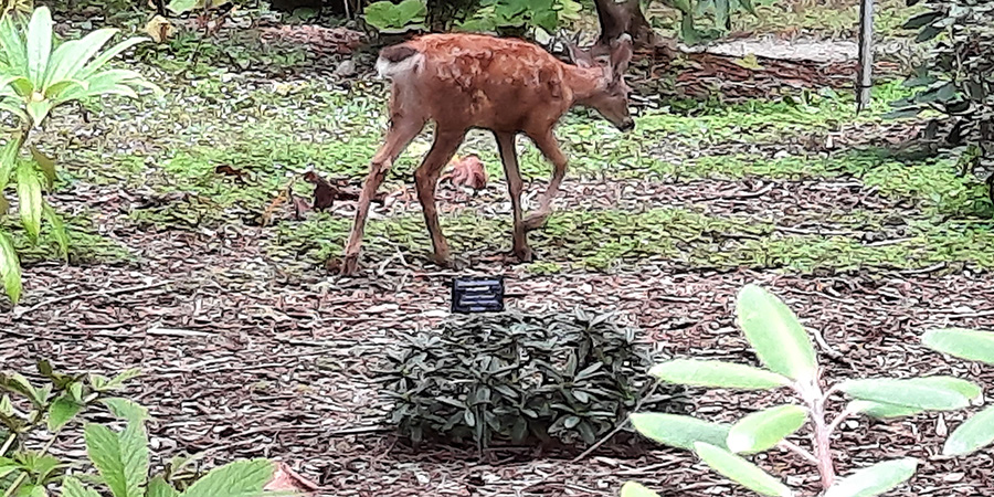 Young black-tailed deer and small rododendron bush