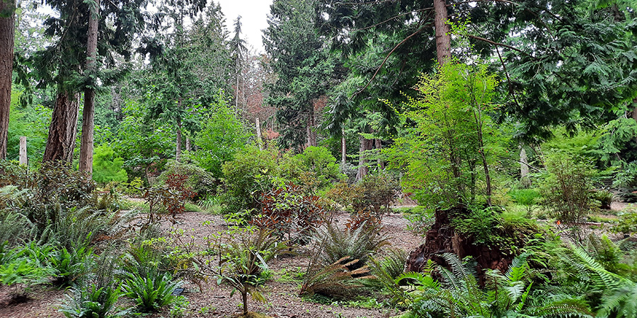 Small ferns and rododendrons in a wood