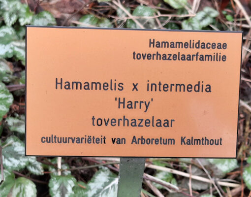220129 Hamamelis X intermedia 'Harry' sign