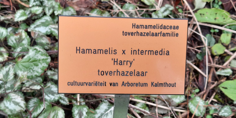 220129 Hamamelis X intermedia 'Harry' sign
