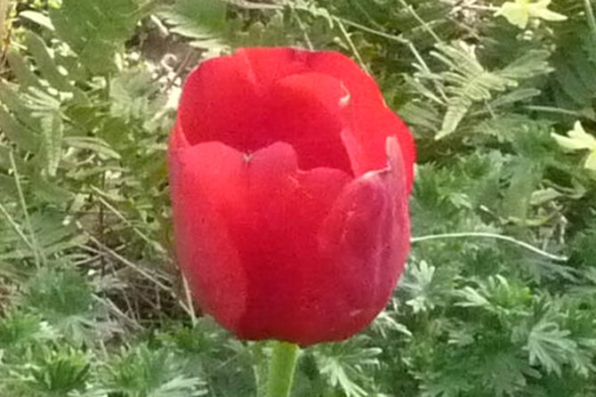 Tulipa 'Ile de France'
