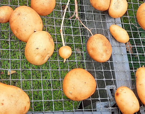 Aardappel 'Peter Pan'