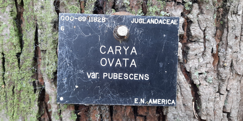 Carya ovata var. pubescens (shagbark hickory,) sign
