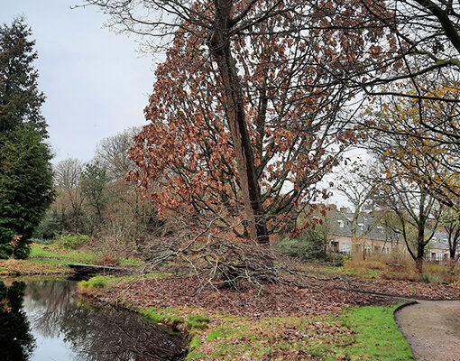 Bomen in Voedselbos De Overtuin