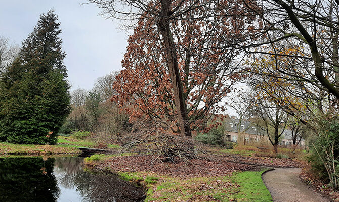 Bomen in Voedselbos De Overtuin