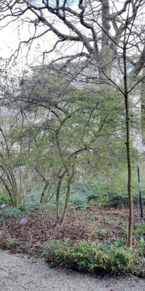 Wilde liguster (Ligustre vulgaris) in Hortus Botanicus Amsterdam