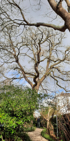 Boomhazelaar (Corylus colurna) in de Hortus Botanicus Amsterdam.