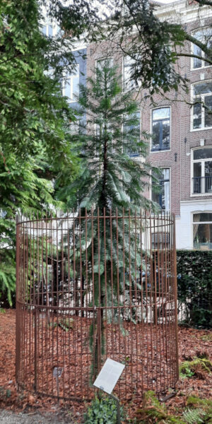Wollemia (Wollemia nobilis) in Hortus Botanicus Amsterdam