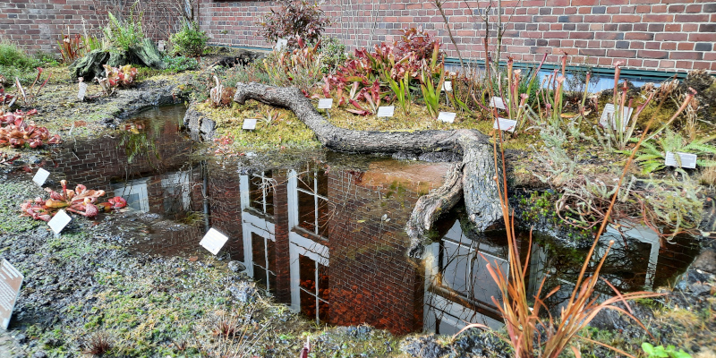 Vleesetende planten in Hortus botanicus Amsterdam