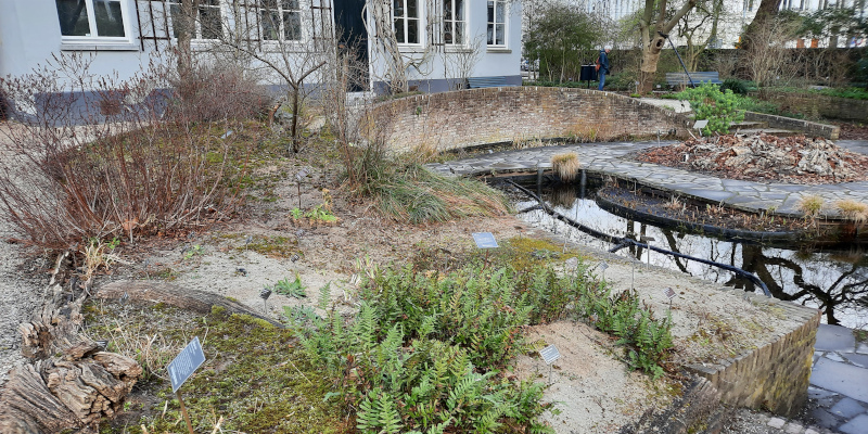 Grote vijver en duinperk in Hortus Botanicus Amsterdam