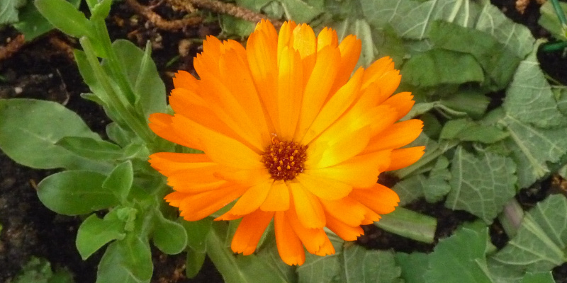 Calendula officinalis flower