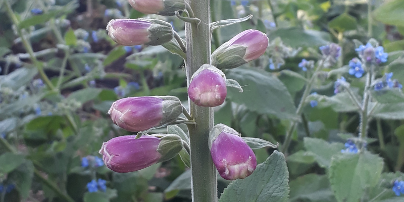 Digitalis purpurea (foxglove) close up