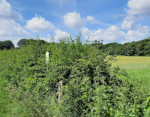 Pad met wandelaars en hond. Haag en velden