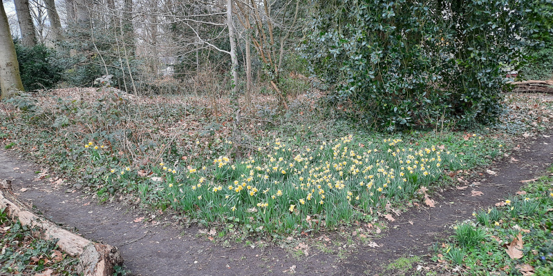 Narcissen en paadjes langs bosrand