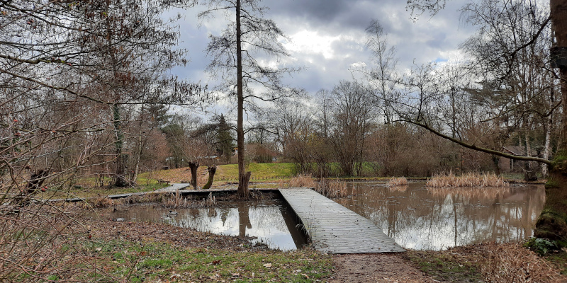 Natuurvijver met voedselrijk moeras in Natuureducatieve Natuurtuin Goffert