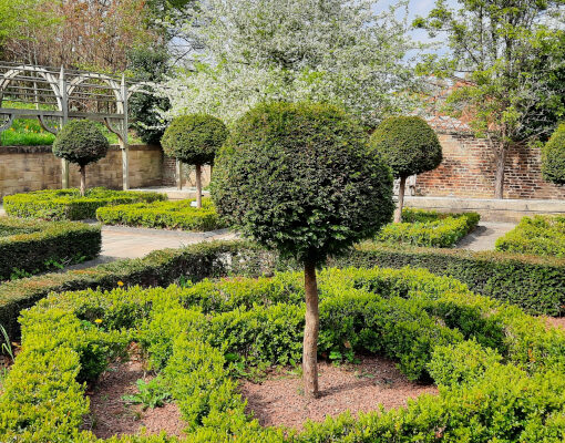 Tudor knot garden in William Turner garden, Morpeth, UK.
