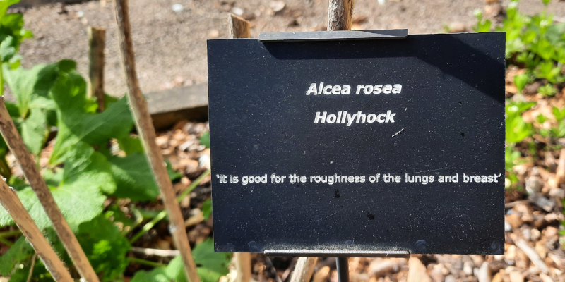 Alcea rosea (hollyhock) name sign in William Turner Garden