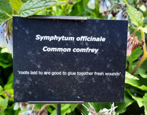 Common comfrey name sign in the William Turner Garden in Morpeth, UK
