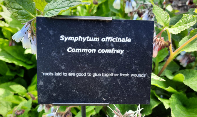 Common comfrey name sign in the William Turner Garden in Morpeth, UK