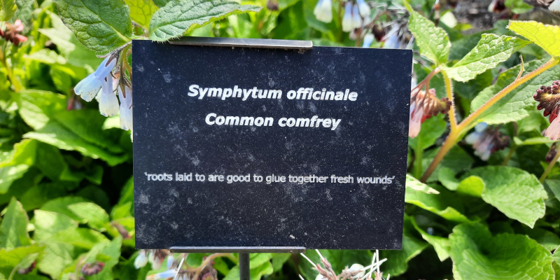 Common comfrey name sign in the William Turner Garden in Morpeth, UK