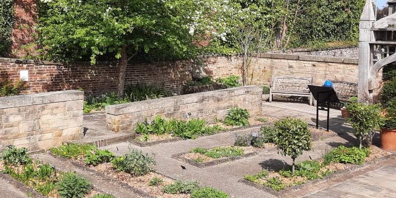 View on physic garden in the William Turner Garden
