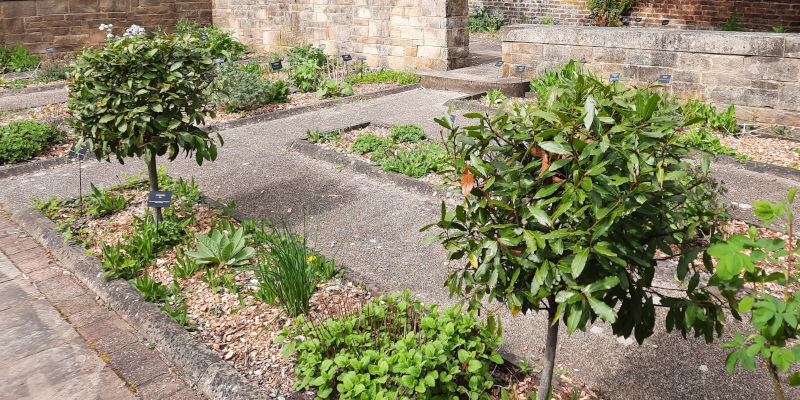 William Turner Garden: view on part of the physic garden