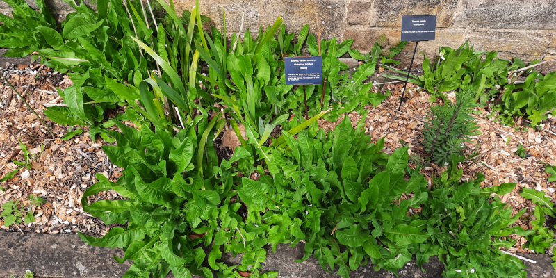 Cichorium intybus (chicory) in William Turner Garden