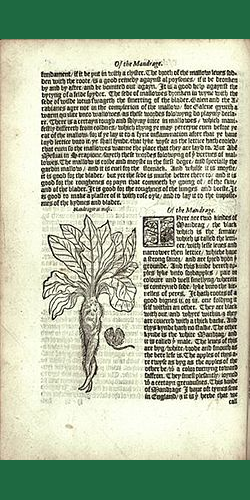 William Turner New Herbal page about Mandragora officinalis