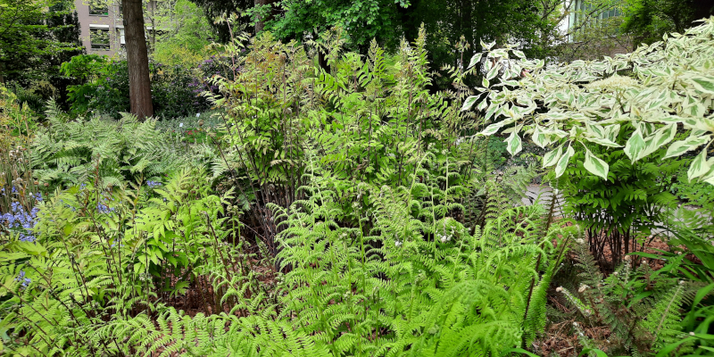 Varenborder in Den Botaniek van Antwerpen