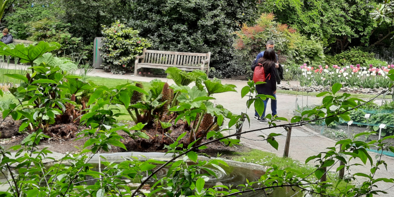 Vijver met Gunnera's in Den Botaniek van Antwerpen