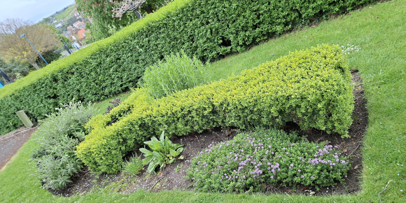 Pick-your-own herbs in the Community Garden in Pannett Park, Whitby