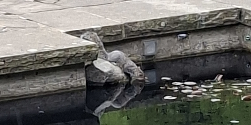 Squirrel drinking