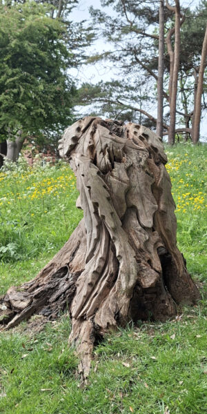 Wood sculpture in Pannett Park