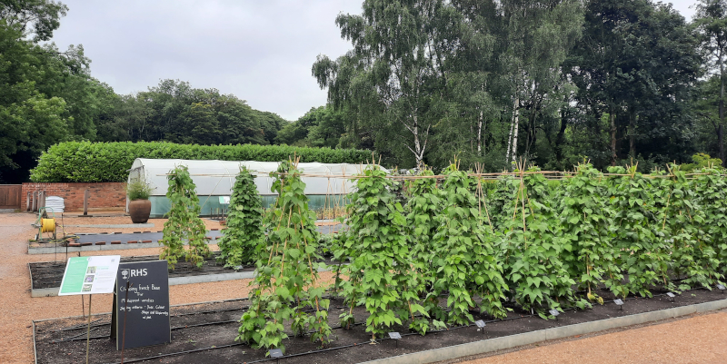 Testveld met pronkbonen in RHS Garden Bridgewater