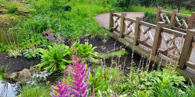 Chinese Streamside Garden in RHS Garden Bridgewater