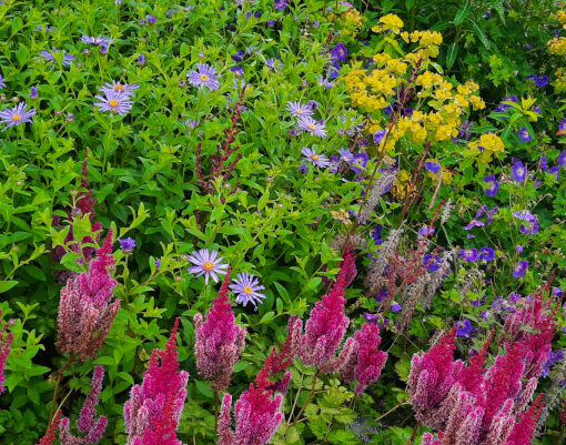 Planten in Paradise Garden in RHS Garden Bridgewater